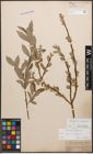 Foto von Salix caprea L. x Salix purpurea L.